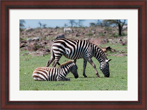 Framed Common Zebra, Maasai Mara, Kenya Print