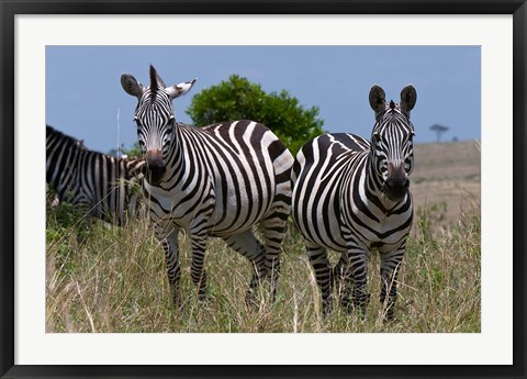 Framed Common Zebra, Masai Mara National Reserve, Kenya Print