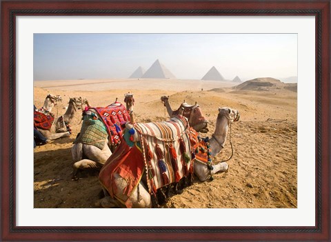 Framed Egypt, Cairo, Camels, desert sands of Giza Pyramids Print