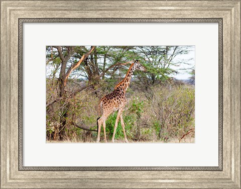 Framed Giraffe, Maasai Mara National Reserve, Kenya Print