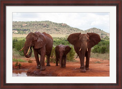 Framed Elephants and baby, Tsavo East NP, Kenya. Print