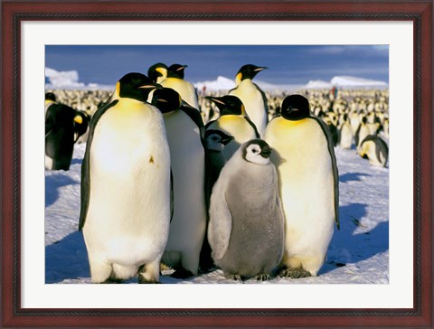 Framed Emperor Penguins, Atka Bay, Weddell Sea, Antarctic Peninsula, Antarctica Print
