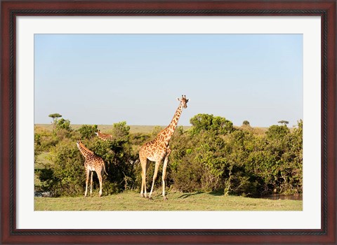 Framed Giraffe, Giraffa camelopardalis, Maasai Mara, Kenya. Print