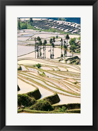 Framed Flooded Ai Cun Rice Terraces, Yuanyang County, Yunnan Province, China Print
