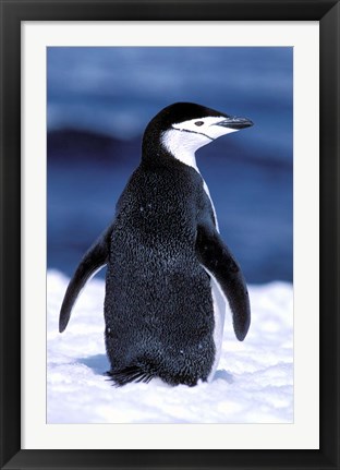 Framed Chinstrap Penguin, Weddell Sea, Antarctic Peninsula, Antarctica Print