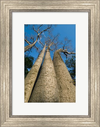 Framed Baobab Trees, Ampijoroa-Ankarafantsika NP, MADAGASCAR Print
