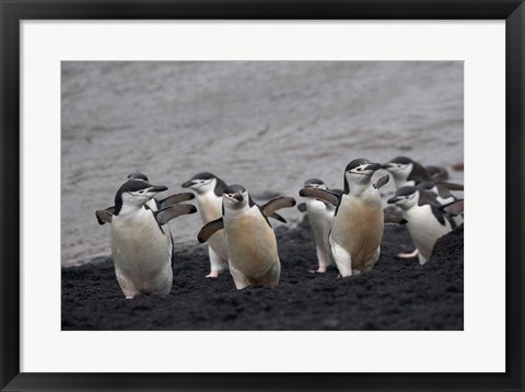 Framed Chinstrap Penguin on the beach, Deception Island, Antarctica Print