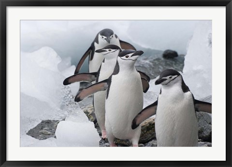 Framed Four Chinstrap Penguins, Antarctica Print