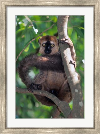 Framed Brown Red-fronted Lemur, Primate, Madagascar Print
