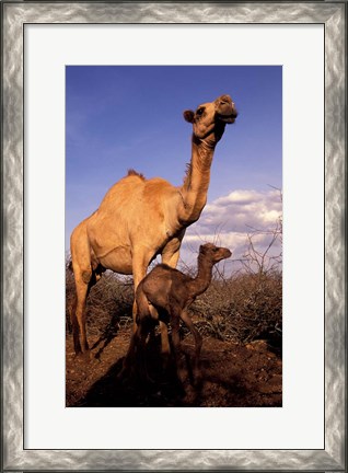 Framed Dromedary Camel, Mother and Baby, Nanyuki, Kenya Print