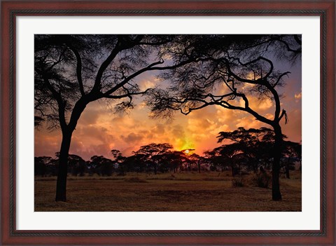 Framed Acacia forest, sunset, Tarangire National Park, Tanzania Print