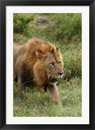 Framed Adult male lion, Lake Nakuru National Park, Kenya Print