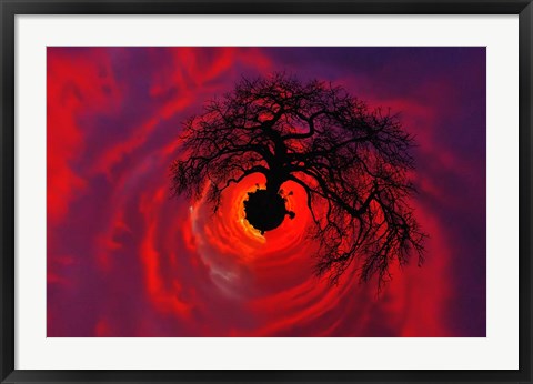 Framed African baobab tree silhouetted at sunset, , Tarangire National Park, Tanzania Print