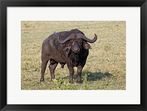 Framed African buffalo wildlife, Maasai Mara, Kenya Print