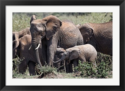 Framed African Elephant herd with babies, Maasai Mara, Kenya Print