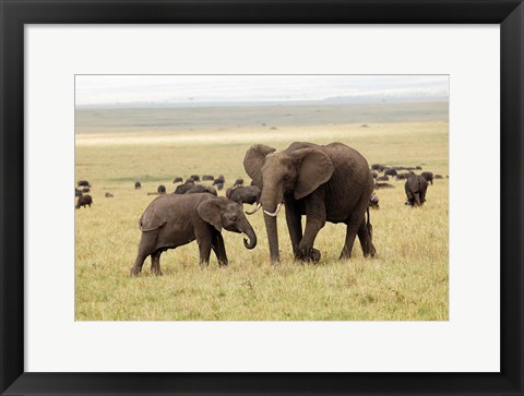 Framed Herd of African elephants, Maasai Mara, Kenya Print
