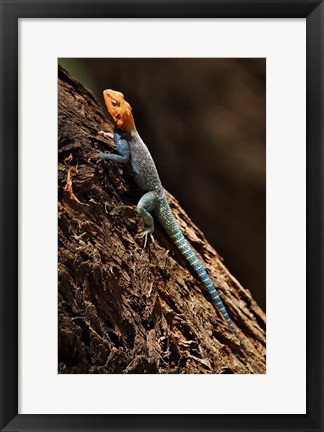Framed Agama Lizard, Samburu National Game Reserve, Kenya Print