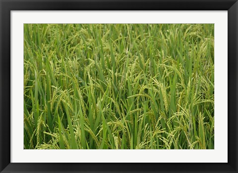 Framed Agriculture, Rice field, near Guilin, China Print