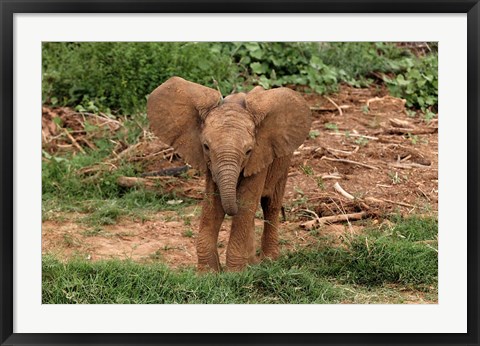 Framed Baby Africa elephant, Samburu National Reserve, Kenya Print