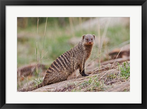 Framed Banded Mongoose wildlife, Maasai Mara, Kenya Print
