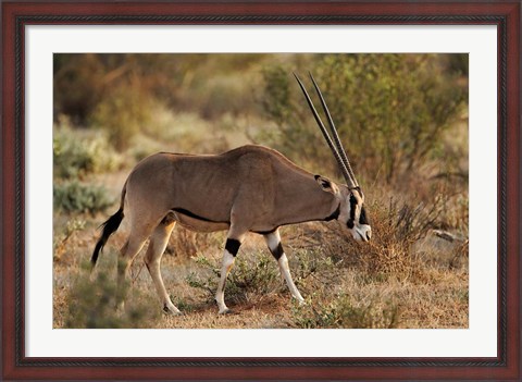 Framed Beisa Oryx wildlife, Samburu National Reserve, Kenya Print