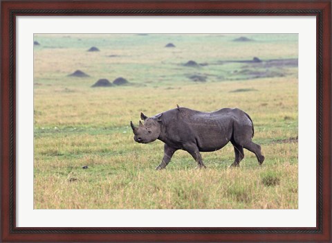 Framed Black Rhino, Maasai Mara, Kenya Print
