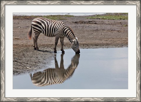 Framed Burchell&#39;s Zebra, Lake Nakuru National Park, Kenya Print