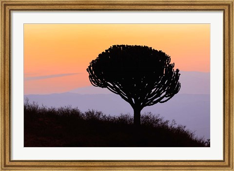 Framed Candelabra Tree, sunrise, Ngorongoro Crater, Tanzania Print