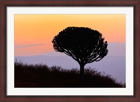 Framed Candelabra Tree, sunrise, Ngorongoro Crater, Tanzania Print