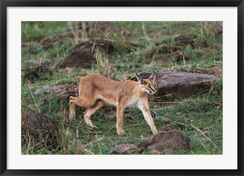 Framed Caracal wildlife, Maasai Mara, Kenya Print
