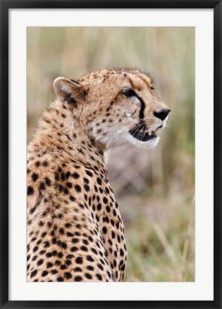 Framed Cheetah profile, Maasai Mara, Kenya Print