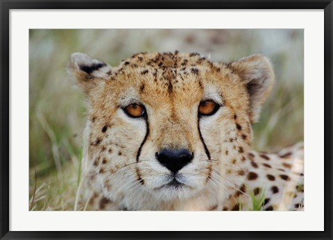 Framed Head of a Cheetah, Masai Mara Game Reserve, Kenya Print