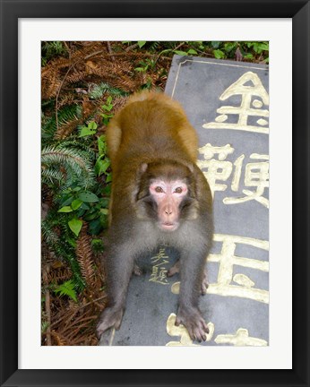 Framed China, Zhangjiajie National Forest, Rhesus Macaque Print