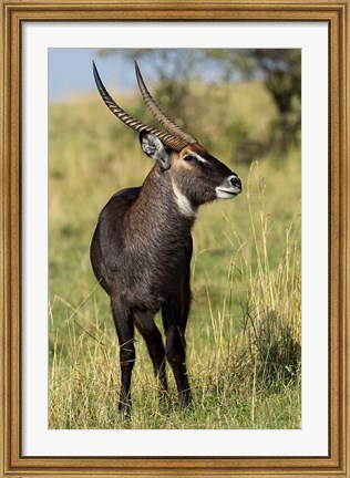 Framed Common Waterbuck wildlife, Maasai Mara, Kenya Print