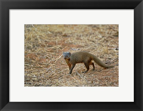 Framed Dwarf Mongoose, Samburu Game Reserve, Kenya Print