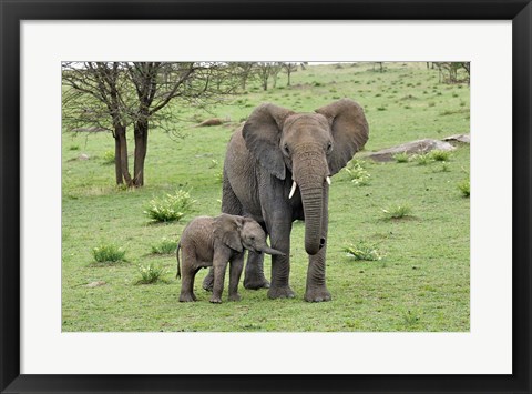 Framed Female African Elephant with baby, Serengeti National Park, Tanzania Print