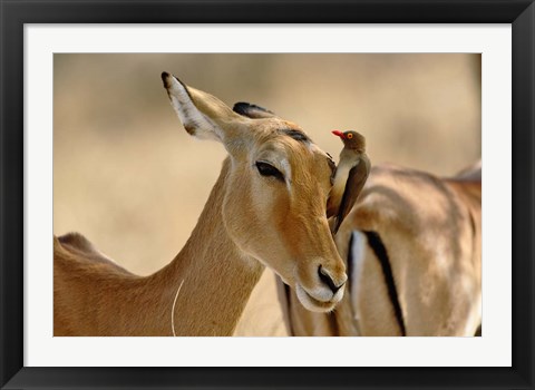 Framed Female Impala with Red-billed Oxpecker, Samburu Game Reserve, Kenya Print