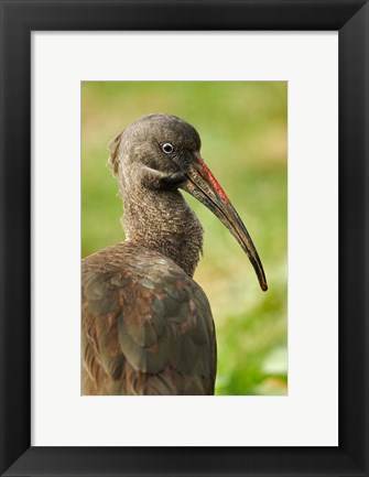 Framed Hadada Ibis bird, Samburu National Reserve, Kenya Print