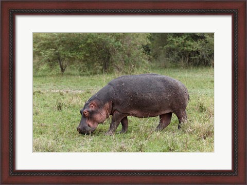 Framed Hippopotamus near riverside, Maasai Mara, Kenya Print