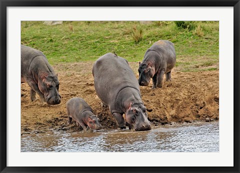 Framed Hippopotamus, Serengeti National Park, Tanzania Print