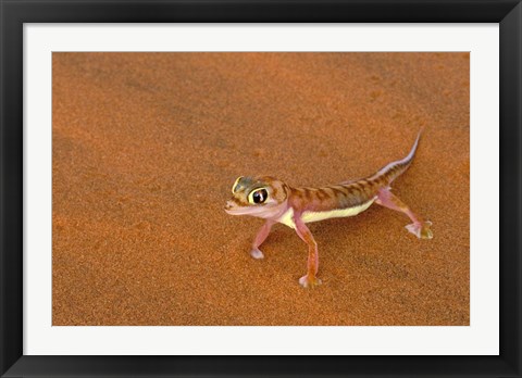 Framed Desert Gecko, Namib Desert, Namibia Print