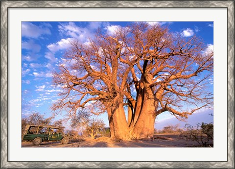 Framed Baobab, Okavango Delta, Botswana Print