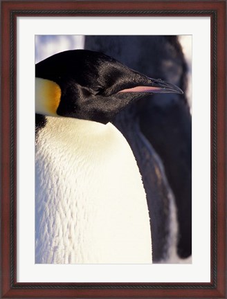 Framed Emperor Penguin, Antarctica Print