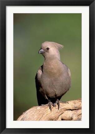 Framed Grey Lourie, Okavango Delta, Botswana Print