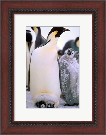 Framed Emperor Penguins, Antarctic Peninsula, Antarctica Print