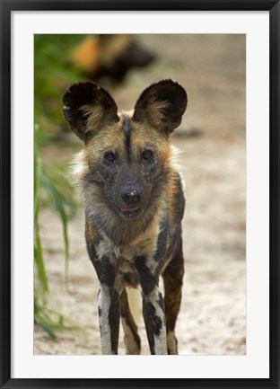 Framed African Wild Dog near Hwange NP, Zimbabwe, Africa Print