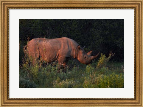 Framed Black rhinoceros Diceros bicornis, Etosha NP, Namibia, Africa. Print