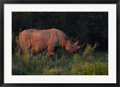 Framed Black rhinoceros Diceros bicornis, Etosha NP, Namibia, Africa. Print