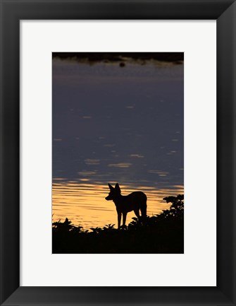 Framed Black-backed jackal, Okaukuejo waterhole, Etosha NP, Namibia, Africa. Print