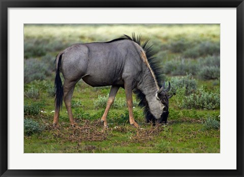 Framed Blue wildebeest, Etosha National Park, Namibia Print